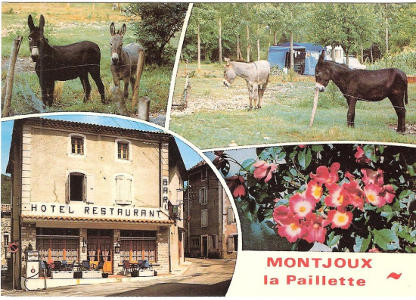 Carte postale avec les ânes du camping
